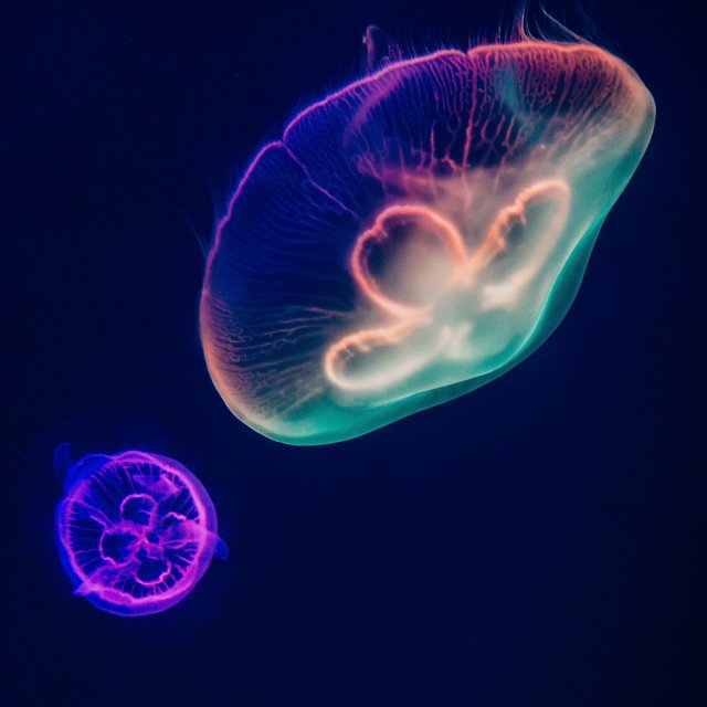 Glow in the Deep