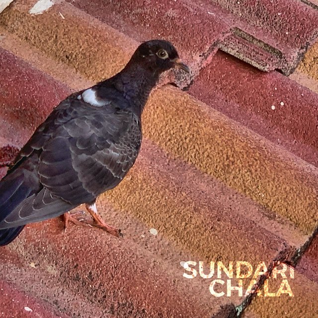 Chala