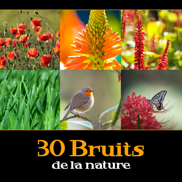 30 Bruits de la nature - Ambiance de la forêt avec bruit de l'eau, Vagues de la mer, Jardin sons