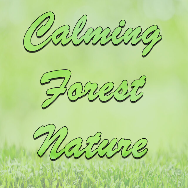 Calming Forest Nature