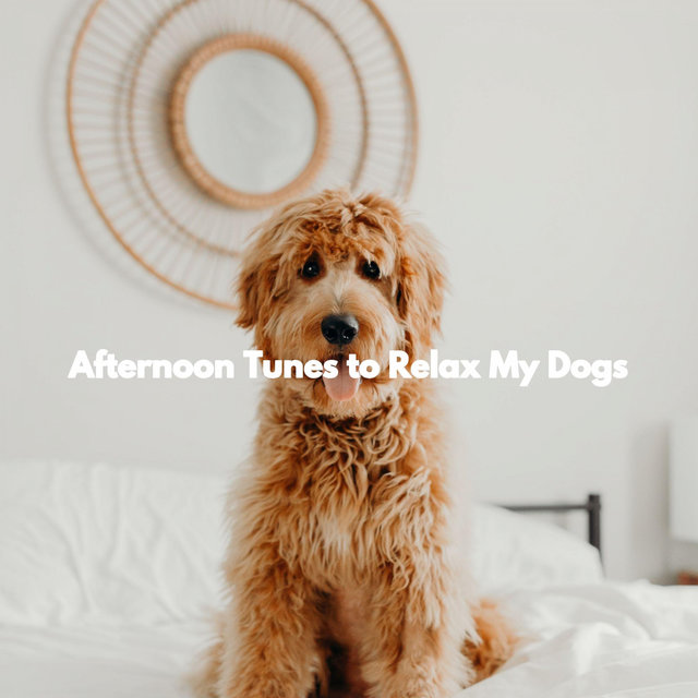 Afternoon Tunes to Relax My Dogs