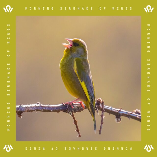 Morning Serenade of Wings