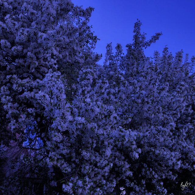 Last Evening of May