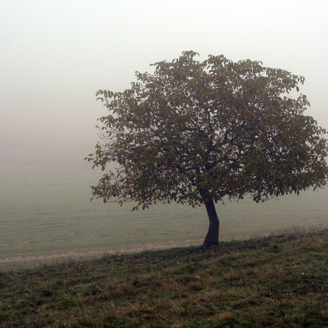 Healing Tones for Inner Peace
