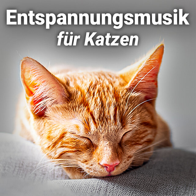 Entspannungsmusik für Katzen