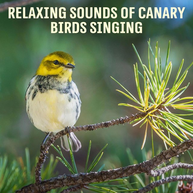Relaxing Sounds of Canary Birds Singing