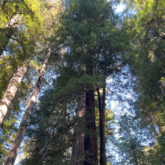 A Walk Through the Redwoods