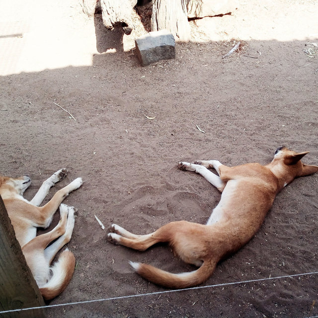 Dingo (2021)