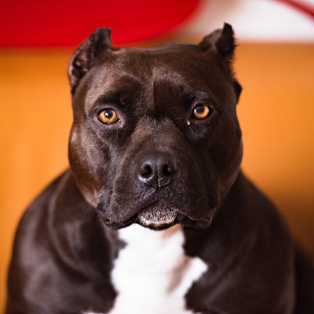 Pitbull