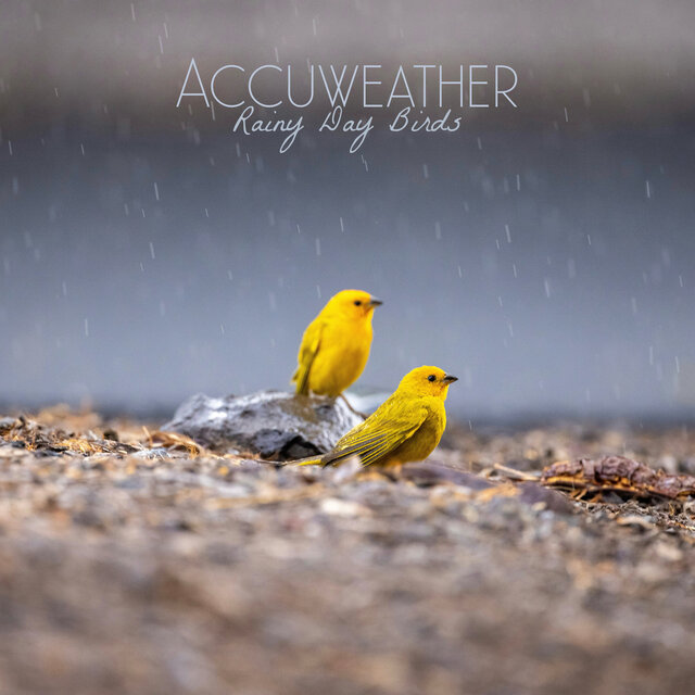 Rainy Day Birds