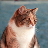 Tranquil Waterside Feline Escape