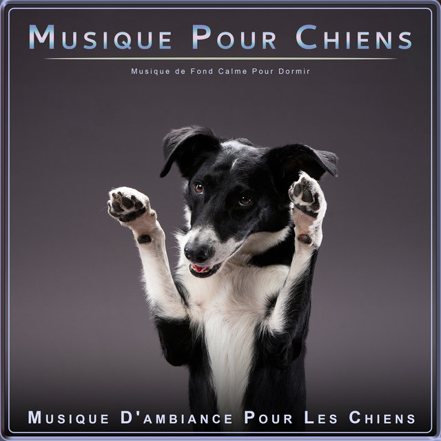 Musique Pour Chiens : Musique de Fond Calme Pour Dormir