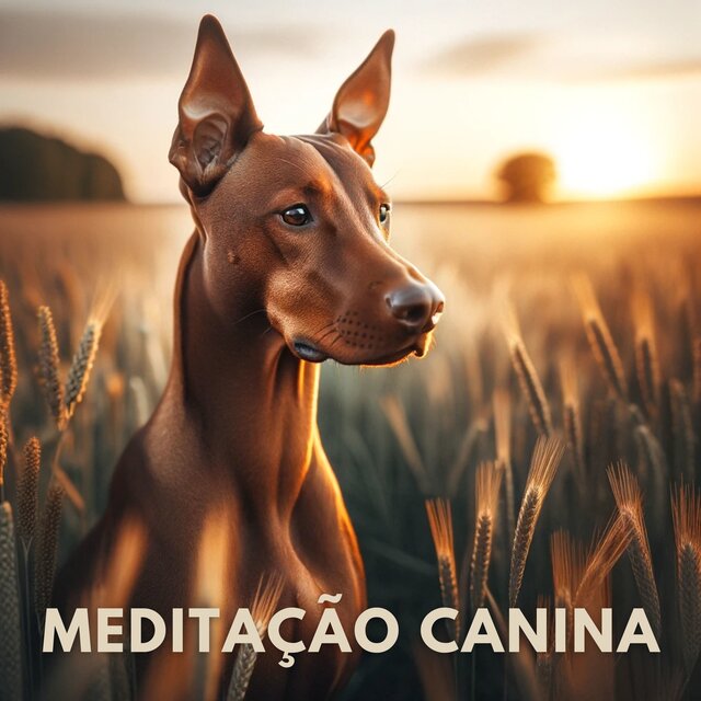 Meditação Canina: Música para Dormir e Alívio do Estresse para Cães