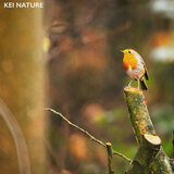 Rain Forest Bird Sounds