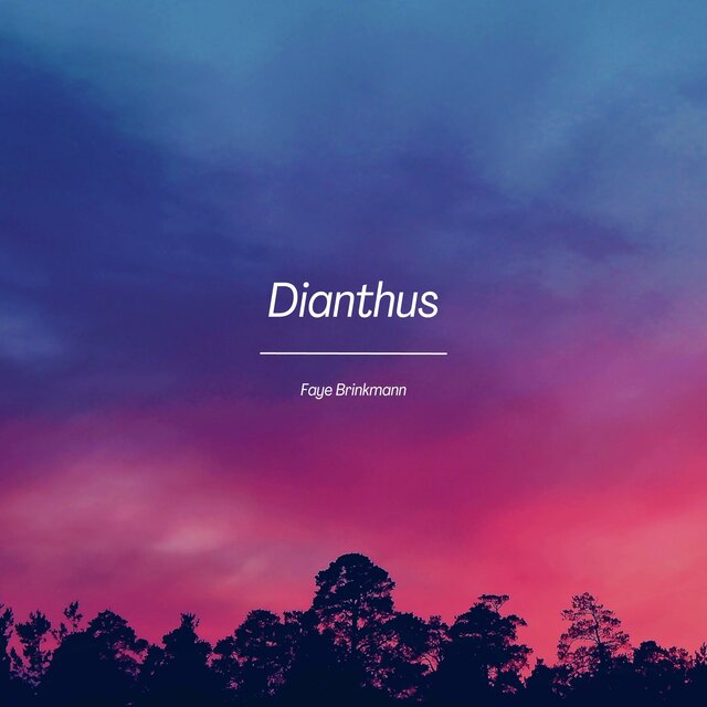 Dianthus