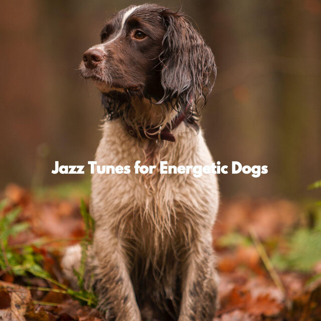Jazz Tunes for Energetic Dogs