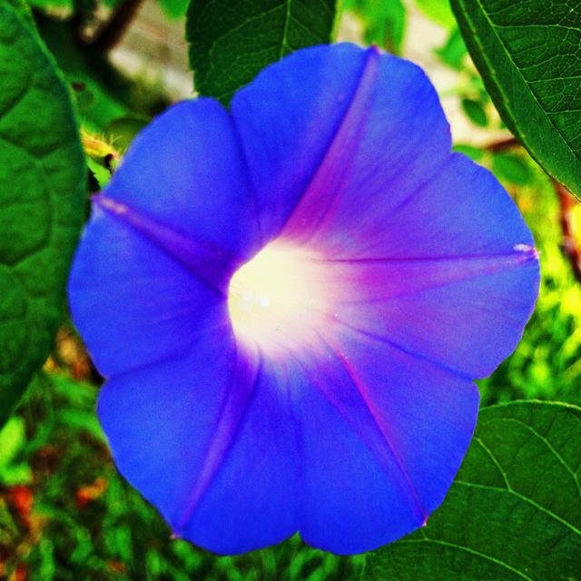 Morning Glory