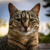 The Soft Sound Of The Litter Box