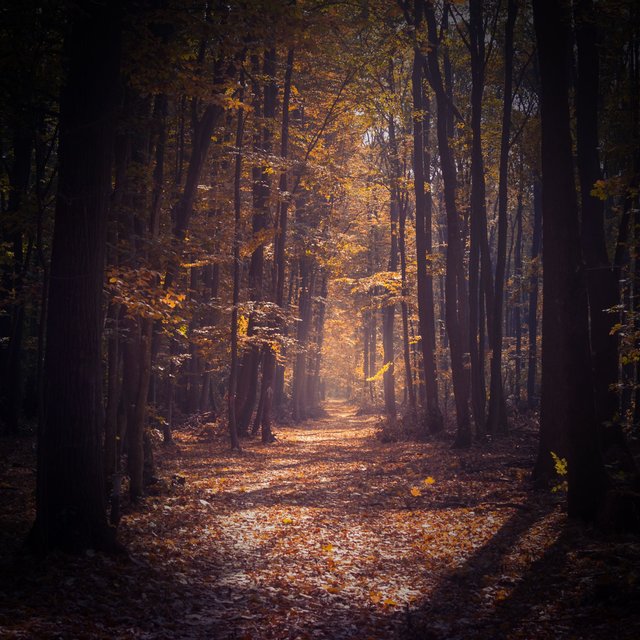 Walking in Forest Sound will Relieve Stress and Anxiety
