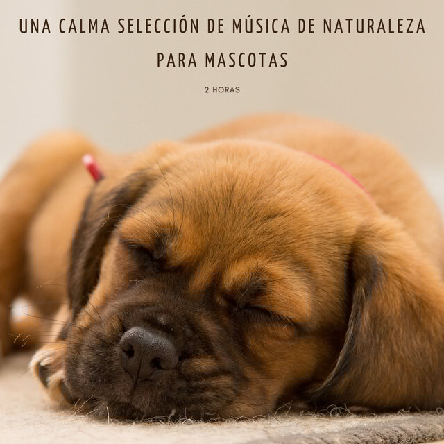 Una Calma Selección De Música De Naturaleza Para Mascotas - 2 Horas