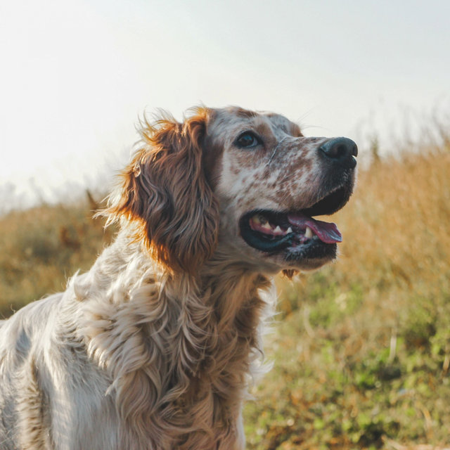 Jazz Trio - Ambiance for Calming Your Puppy