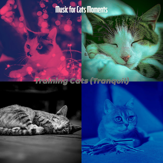 Training Cats (Tranquil)