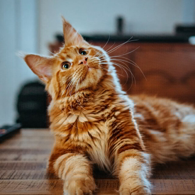 Chill Kitty Vibes: Lofi Serenades for Tranquil Cat Moments