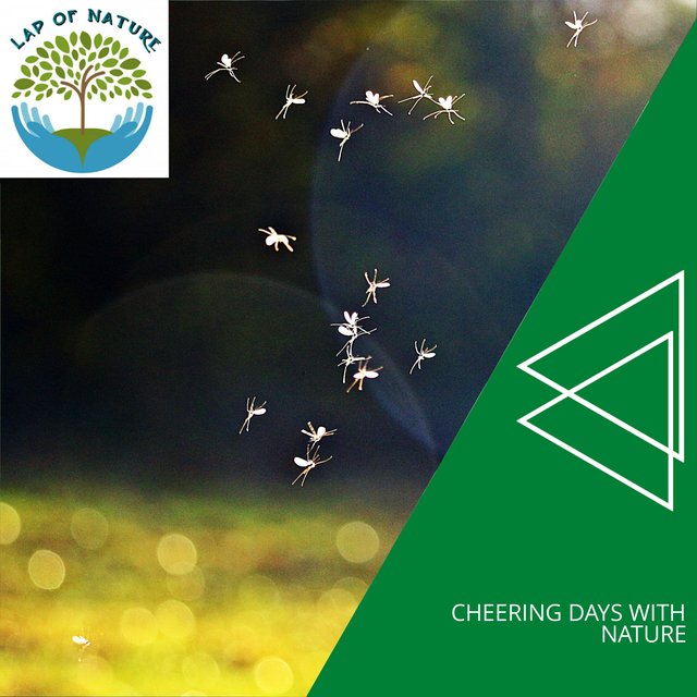 Cheering Days With Nature