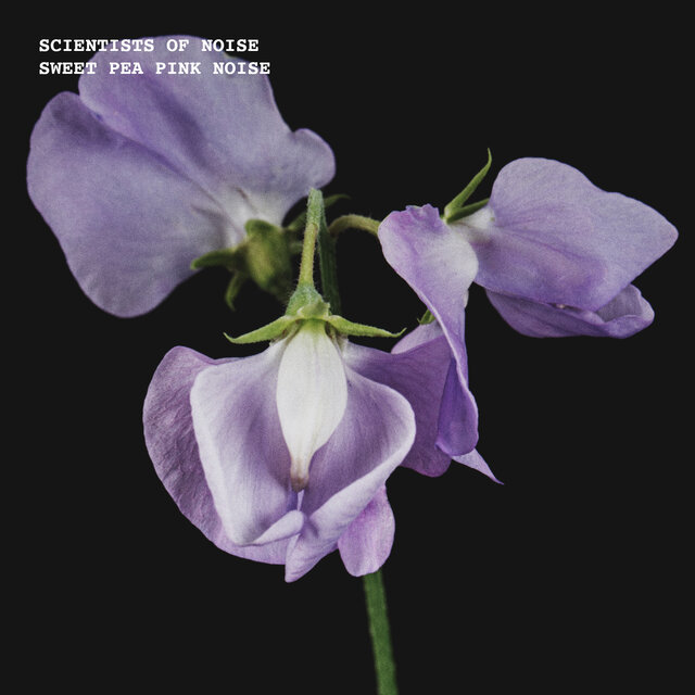 Sweet Pea Pink Noise