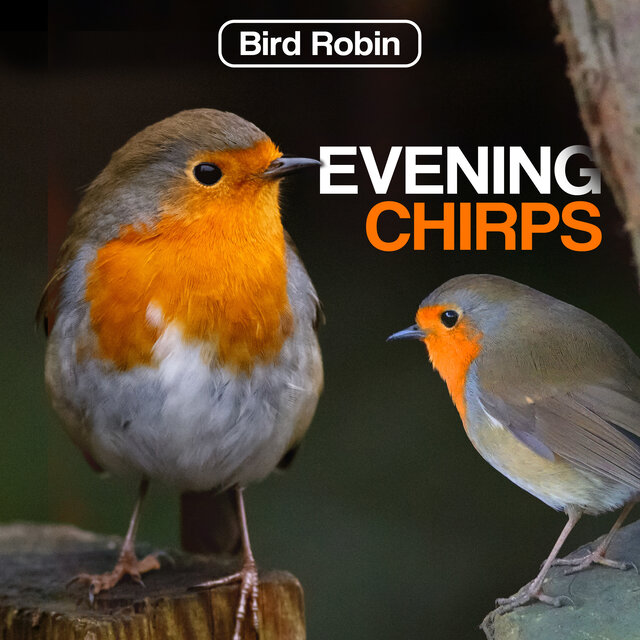 Evening Chirps