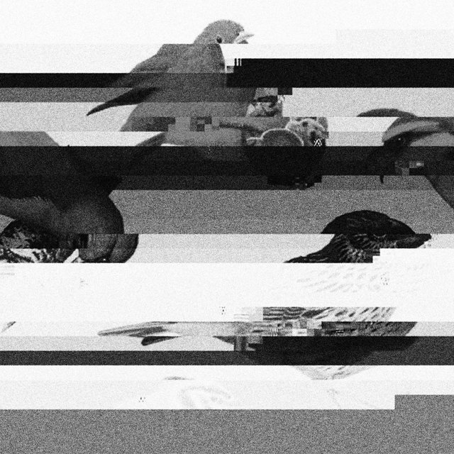 Mirror Beak