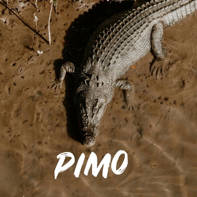 Alligator