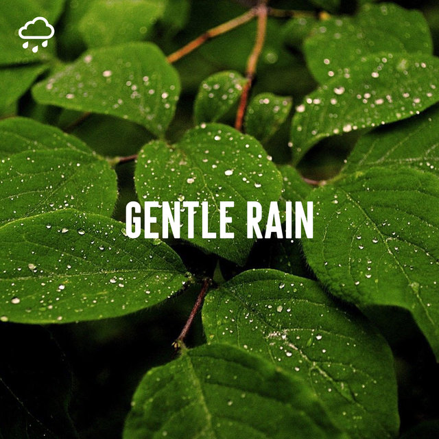 Gentle Rain