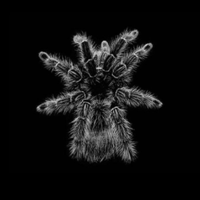 Tarantula (Loud N' Killer Remix)