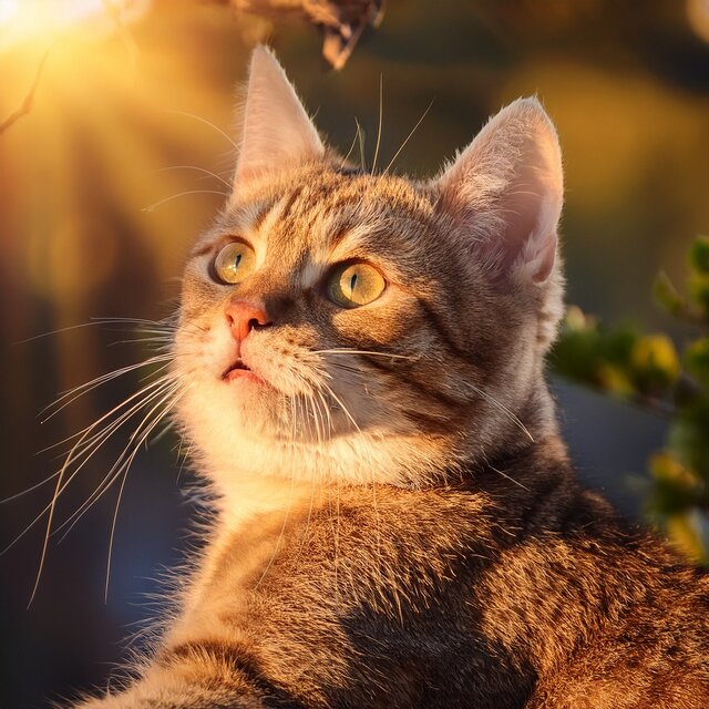 Music For Cat's Quiet Curiosity