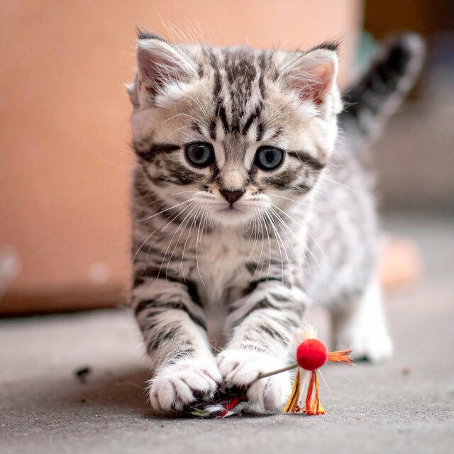 Música Para Momentos Serenos Del Gato