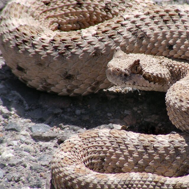 Rattlesnakes Don't Commit Suicide (Radio Edit)