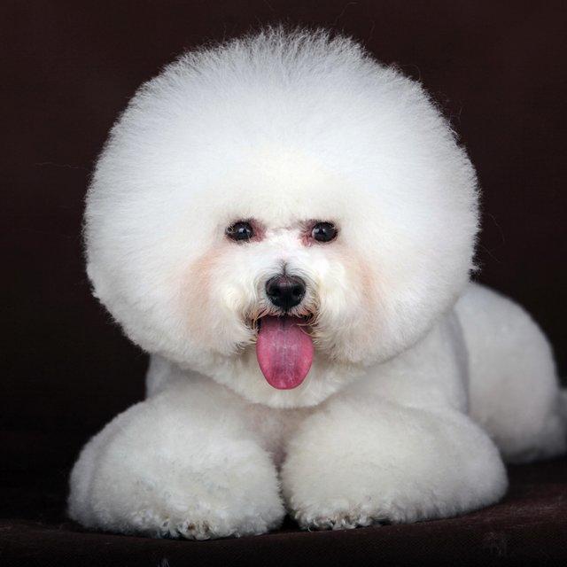Bichon Frise