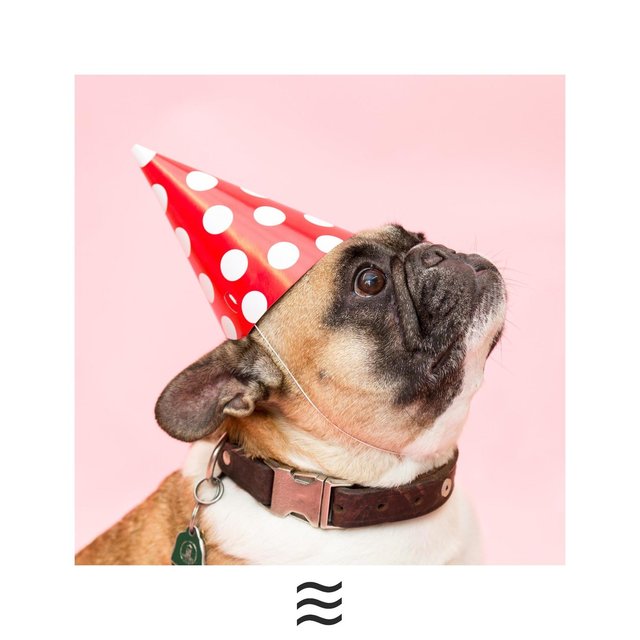 Soft Soothing Rain Sounds for Dogs