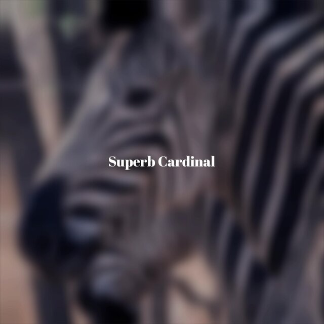 Superb Cardinal