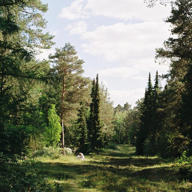 woods