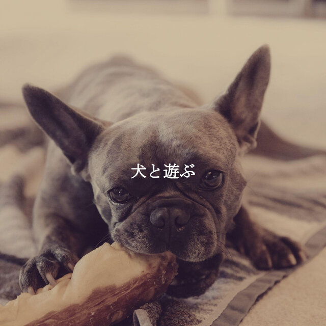 犬と遊ぶ