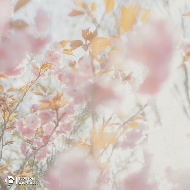 blossom