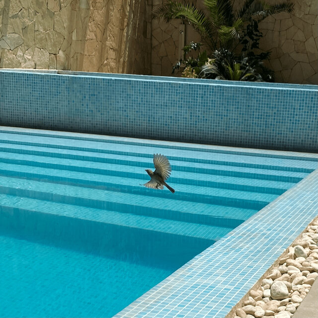 Cover art for album  by Junus Orca