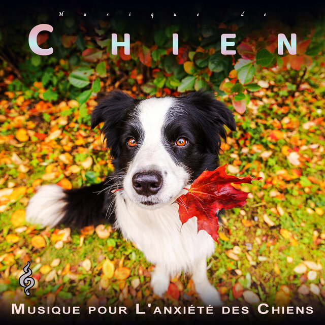 Musique de Chien: Musique du Chien qui Dort Calmement