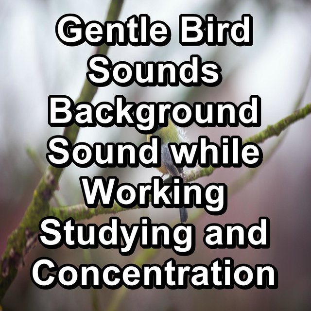 Gentle Bird Sounds Background Sound while Working Studying and Concentration