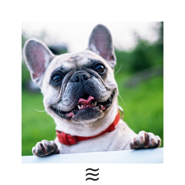 Soft Smooth Relaxing Rain and Birds Sounds for Pets