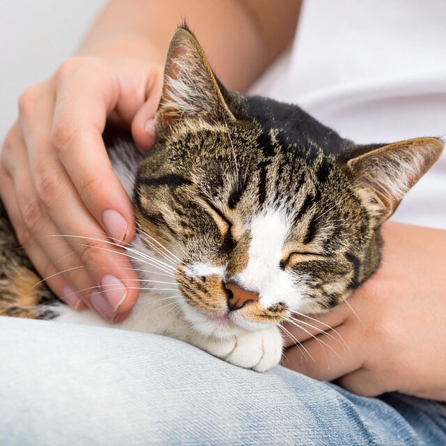 Hora De La Siesta: Música Para El Descanso De Los Gatos
