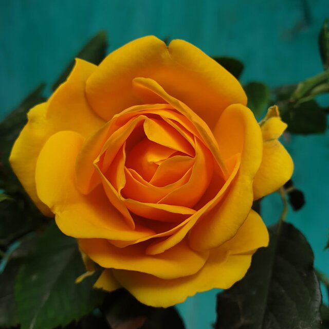 Pretty