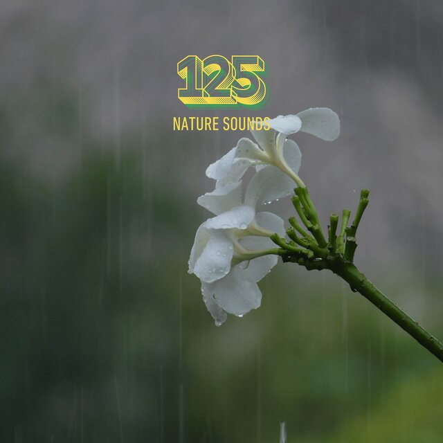 Forest of Rain Fall